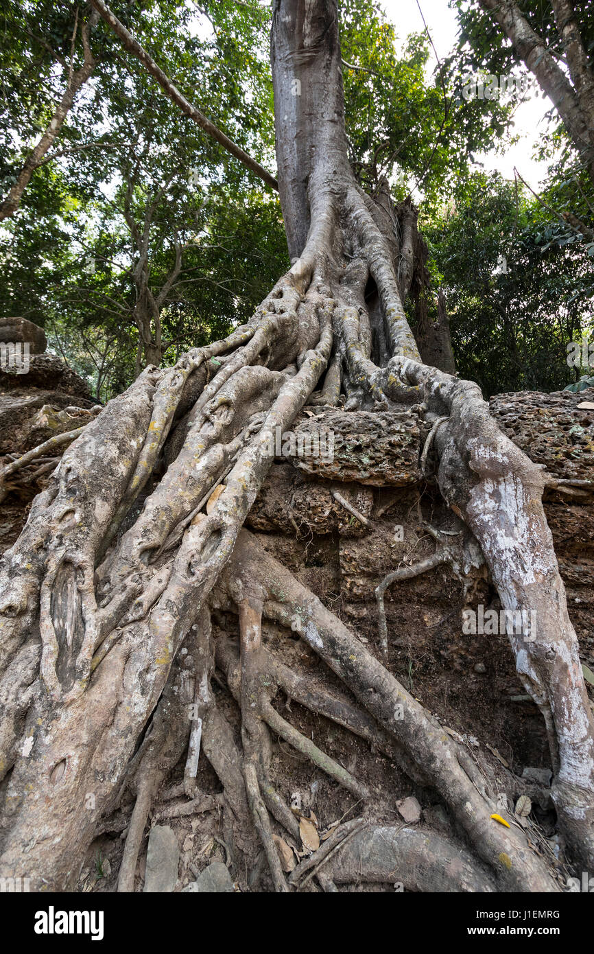 The temple Ta Prohm with  Council tree (Ficus altissima Blume), Strangler fig, Stock Photo