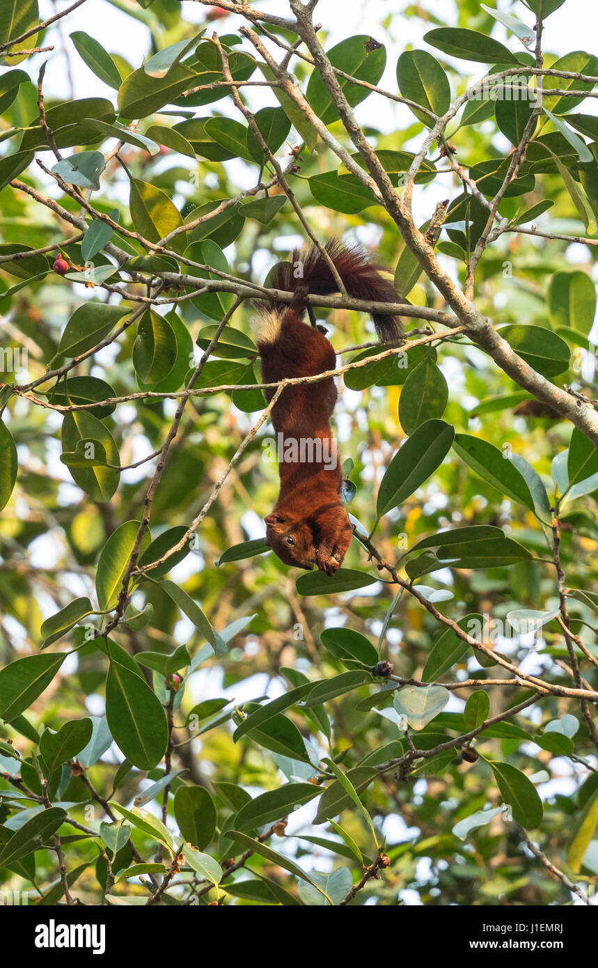 Variable squirrel hi-res stock photography and images - Alamy