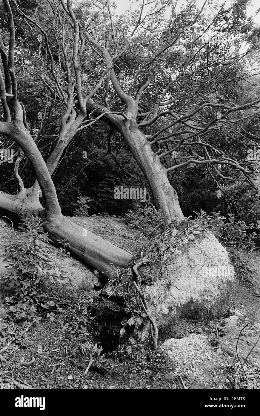Uprooted tree after the 1987 storm, on the North Downs near Ashford, Kent, England Stock Photo