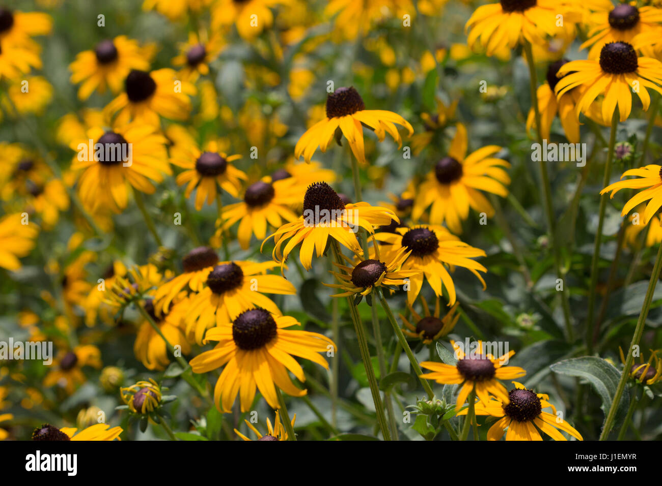 Yellow Coneflower Field Closeup Stock Photo