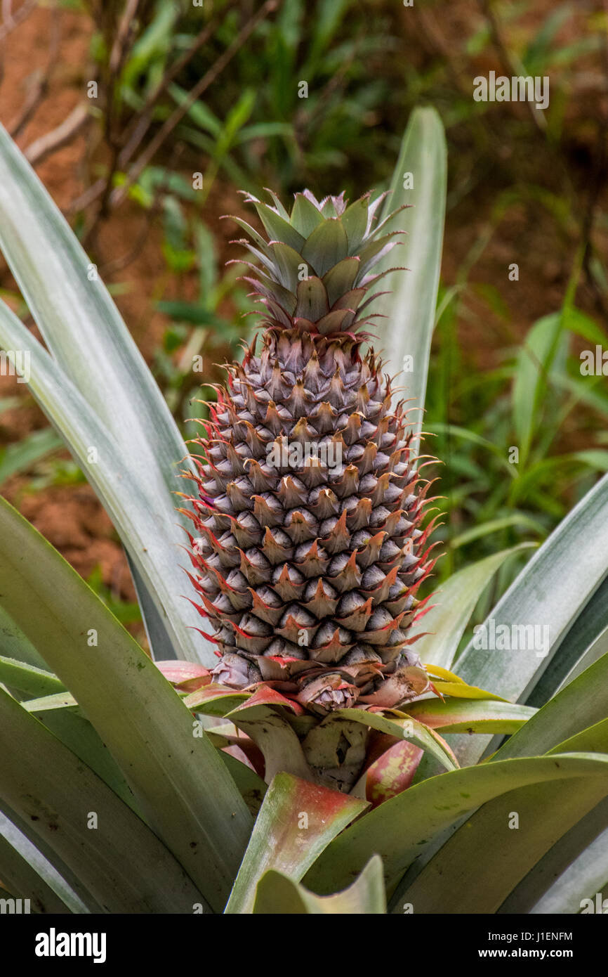 Pineapple growing wild Stock Photo Alamy