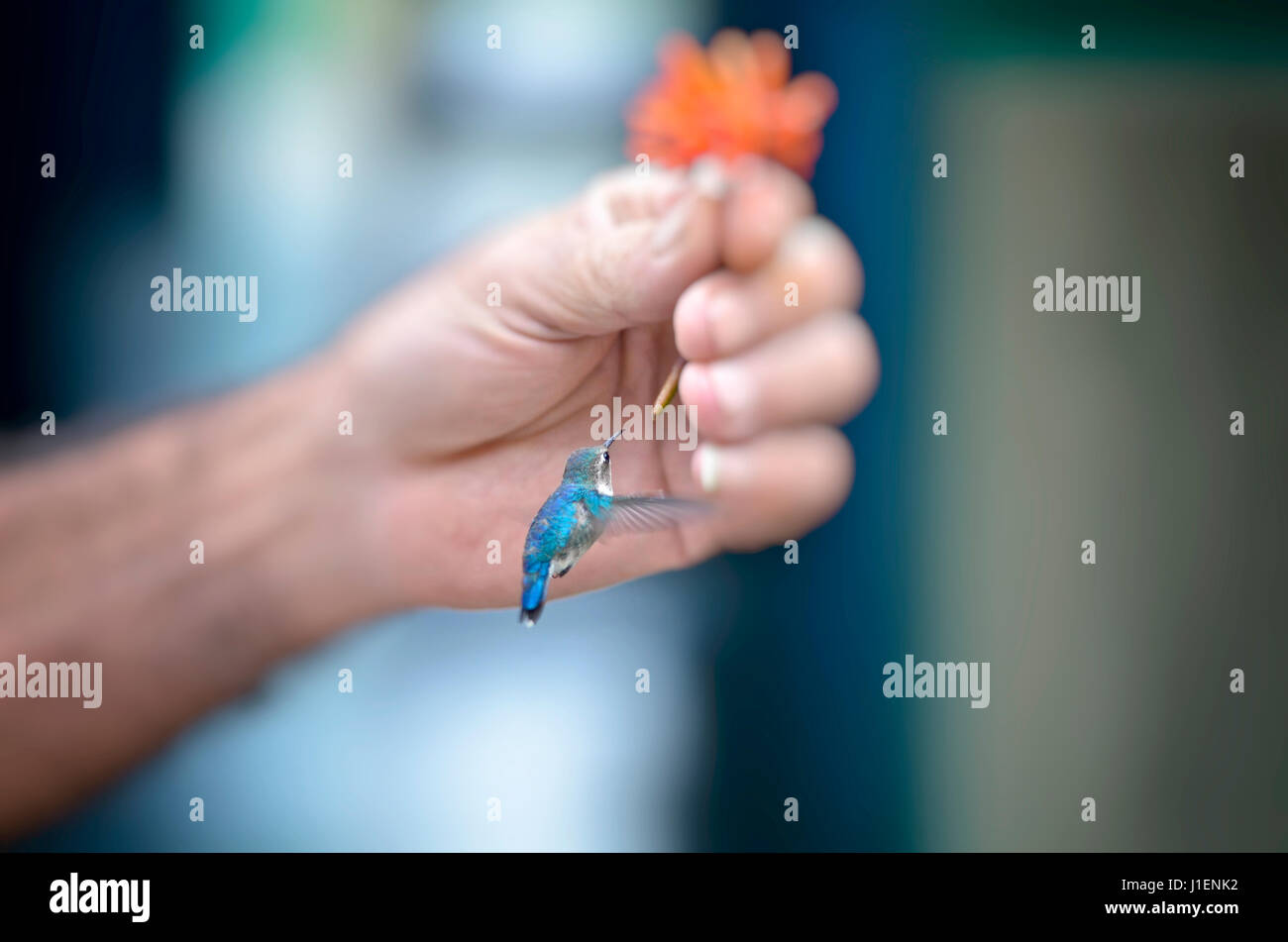 A bee hummingbird, Mellisuga helenae, hovers near a person's hand holding a flower. Stock Photo