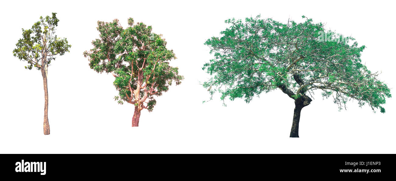 Isolated tree, Tree on white background, Collection of tree Stock Photo ...