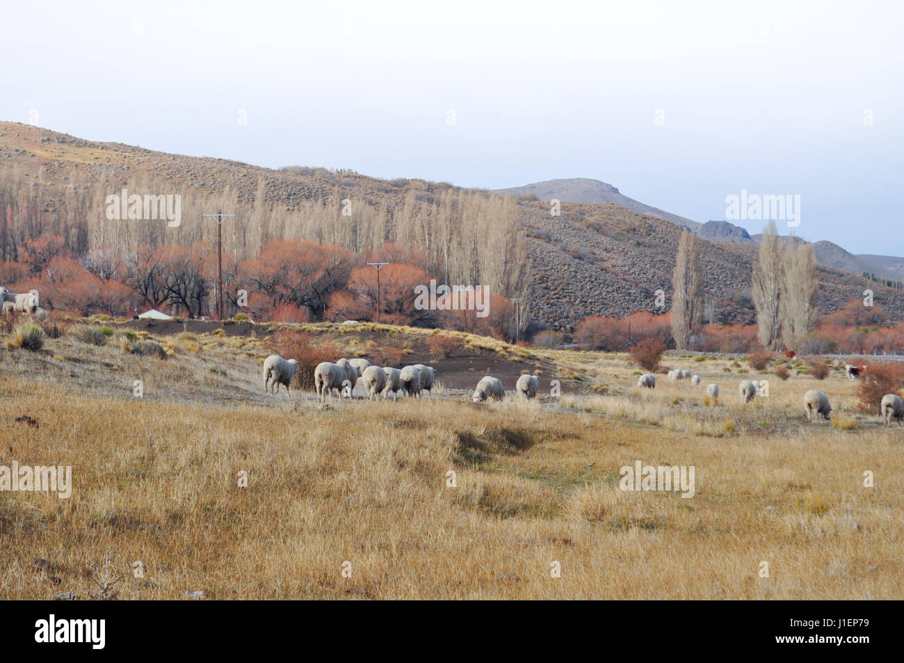 flock of sheeps grazin at Patagonian Landscape, Neuquen, Argentina Stock Photo