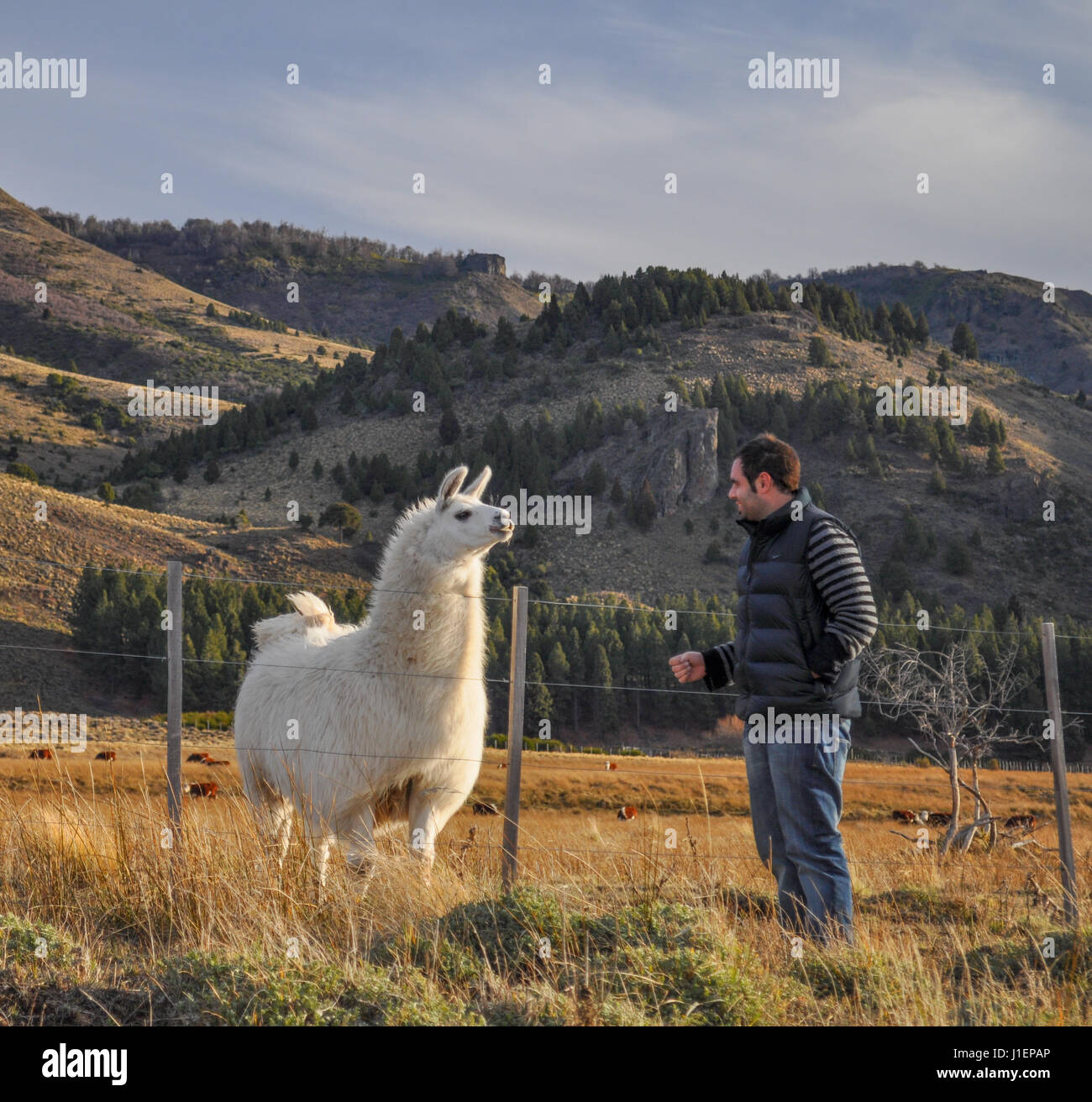 young man watching a patagonian Llama Stock Photo