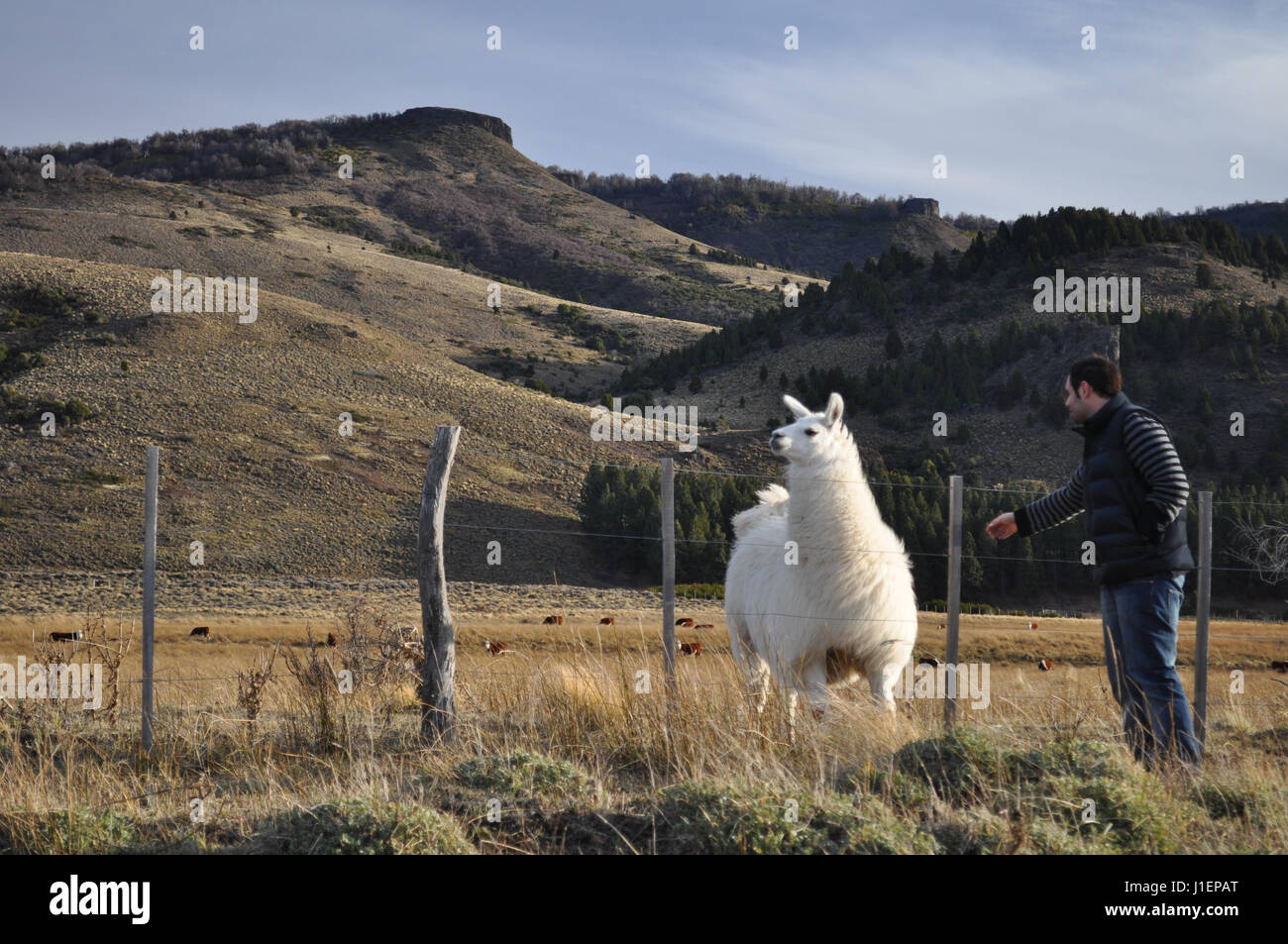young man watching a patagonian Llama Stock Photo
