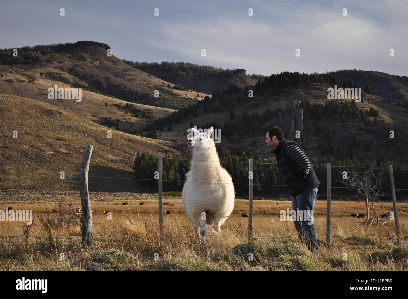 young man watching a patagonian Llama Stock Photo