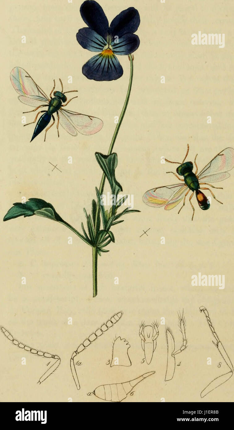 'British entomology; being illustrations and descriptions of the genera of insects found in Great Britain and Ireland: containing coloured figures from nature of the most rare and beautiful species, and in many instances of the plant 'der Herr des Riesengebirges' (1800) Stock Photo