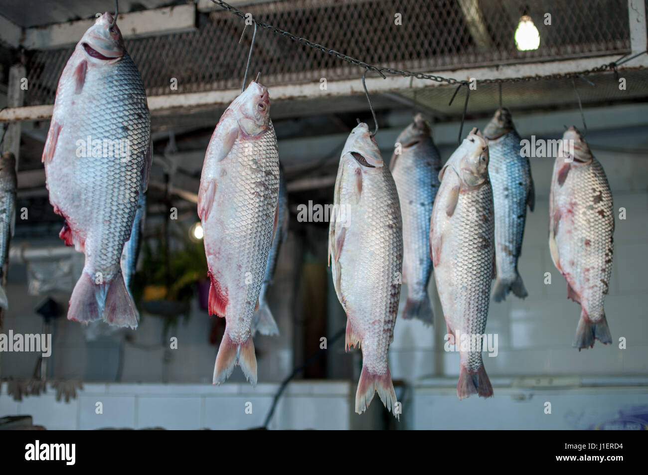 Boga Fishes at Fish Market in Rosario, Santa Fe, Argentina (Leporinus obtusidens) Stock Photo