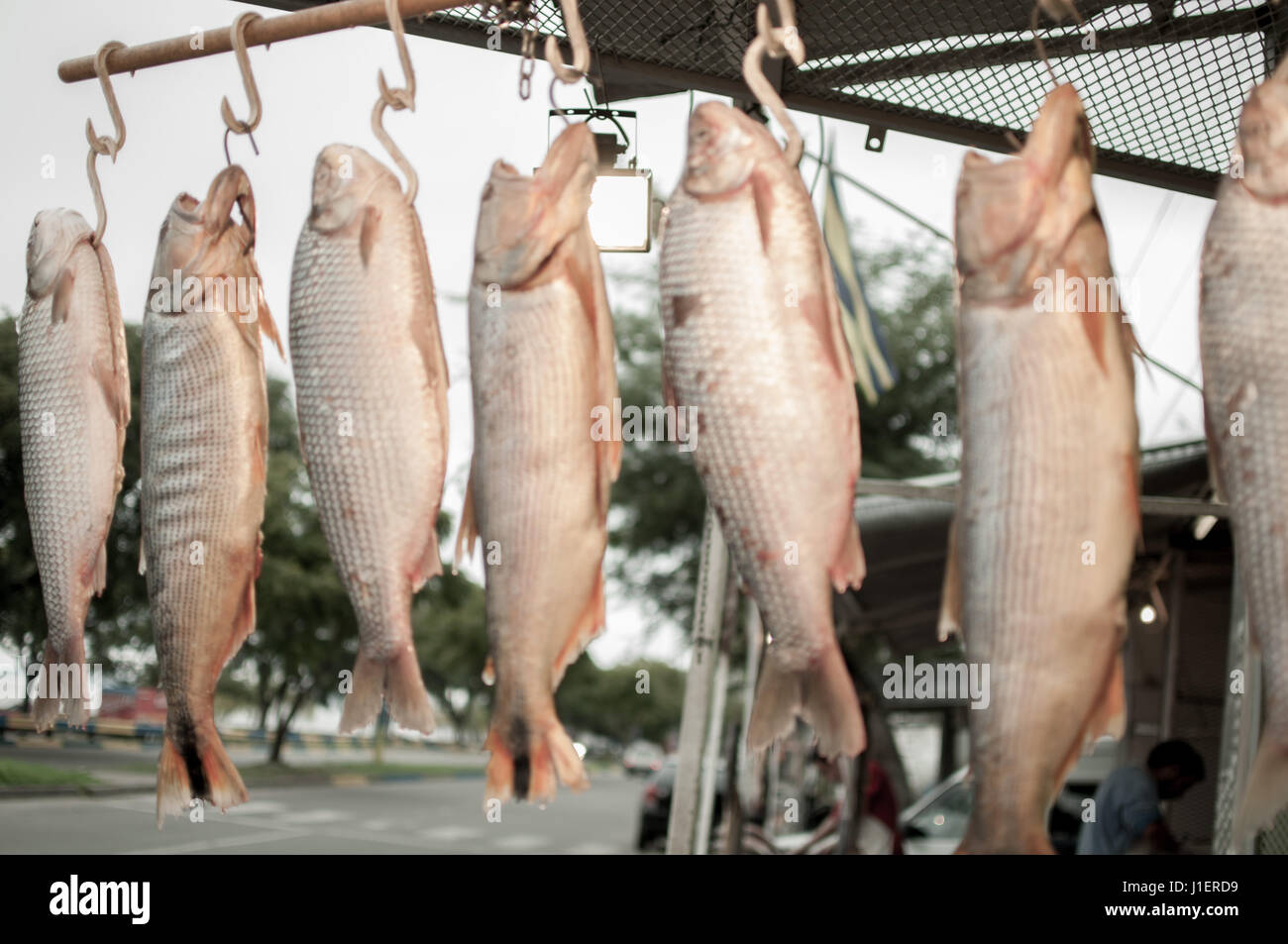 Boga Fishes at Fish Market in Rosario, Santa Fe, Argentina (Leporinus obtusidens) Stock Photo