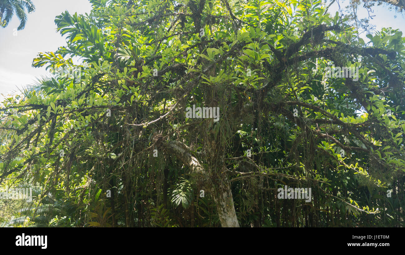 Calabash Tree,Crescentia cujete Stock Photo