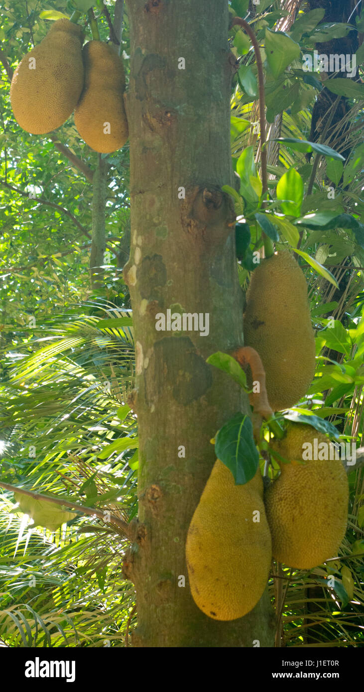Fruit Jackfruit on tree plantation Stock Photo Alamy