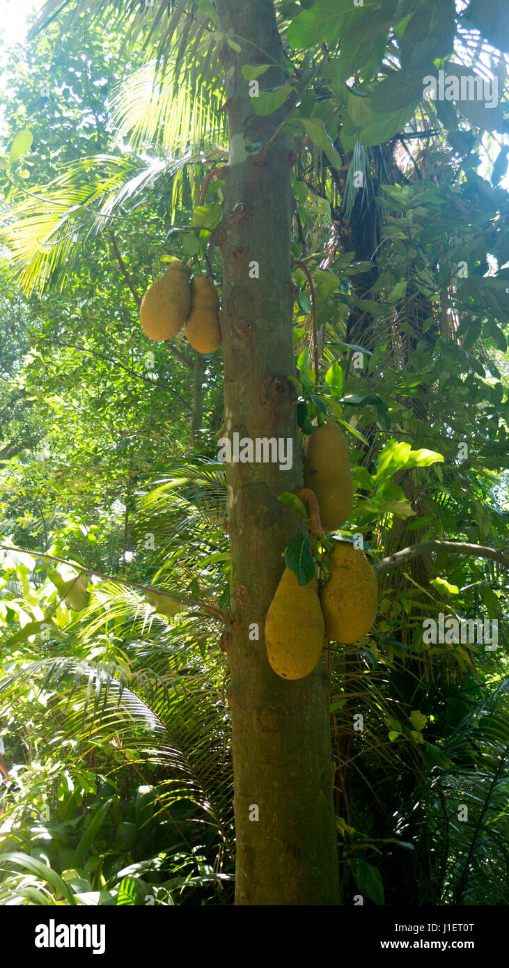 Fruit Jackfruit on tree plantation Stock Photo Alamy