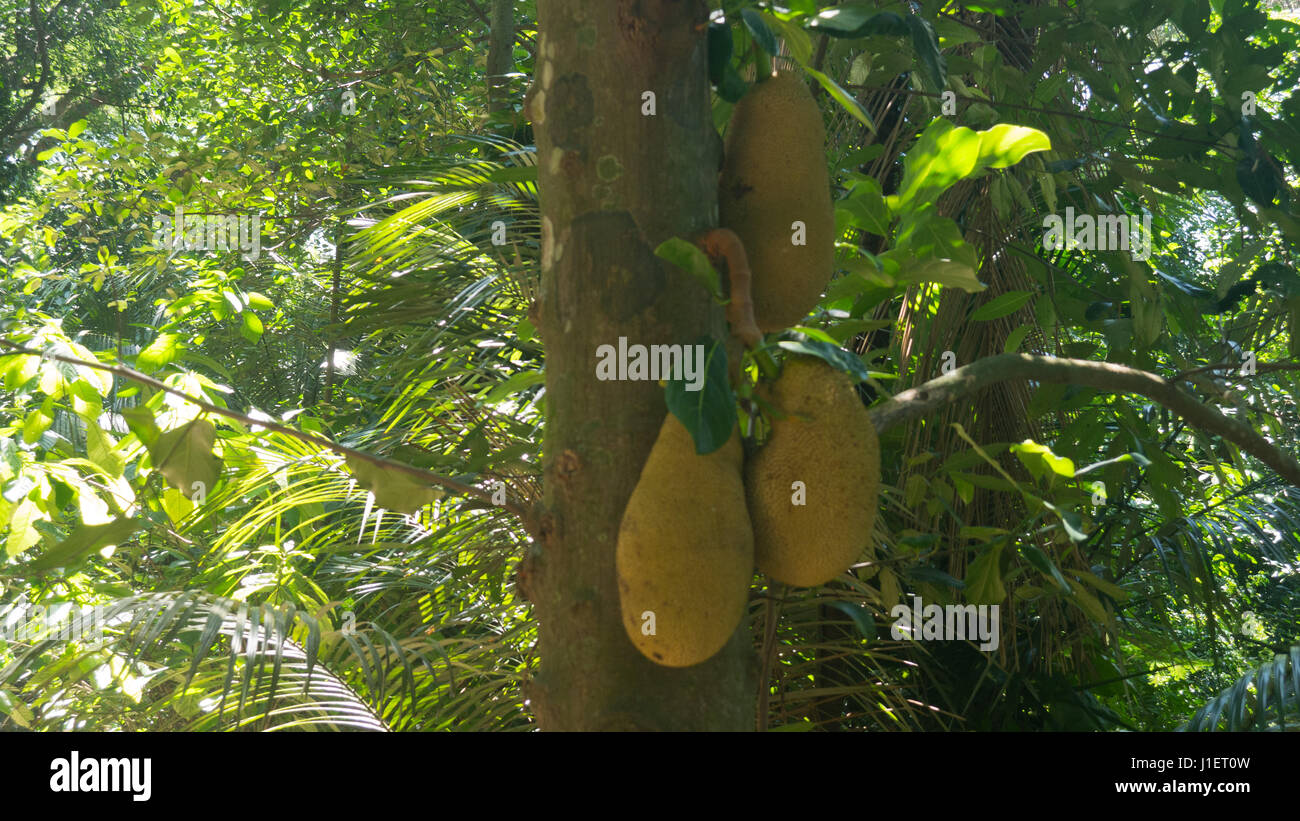 Fruit Jackfruit on tree plantation Stock Photo Alamy