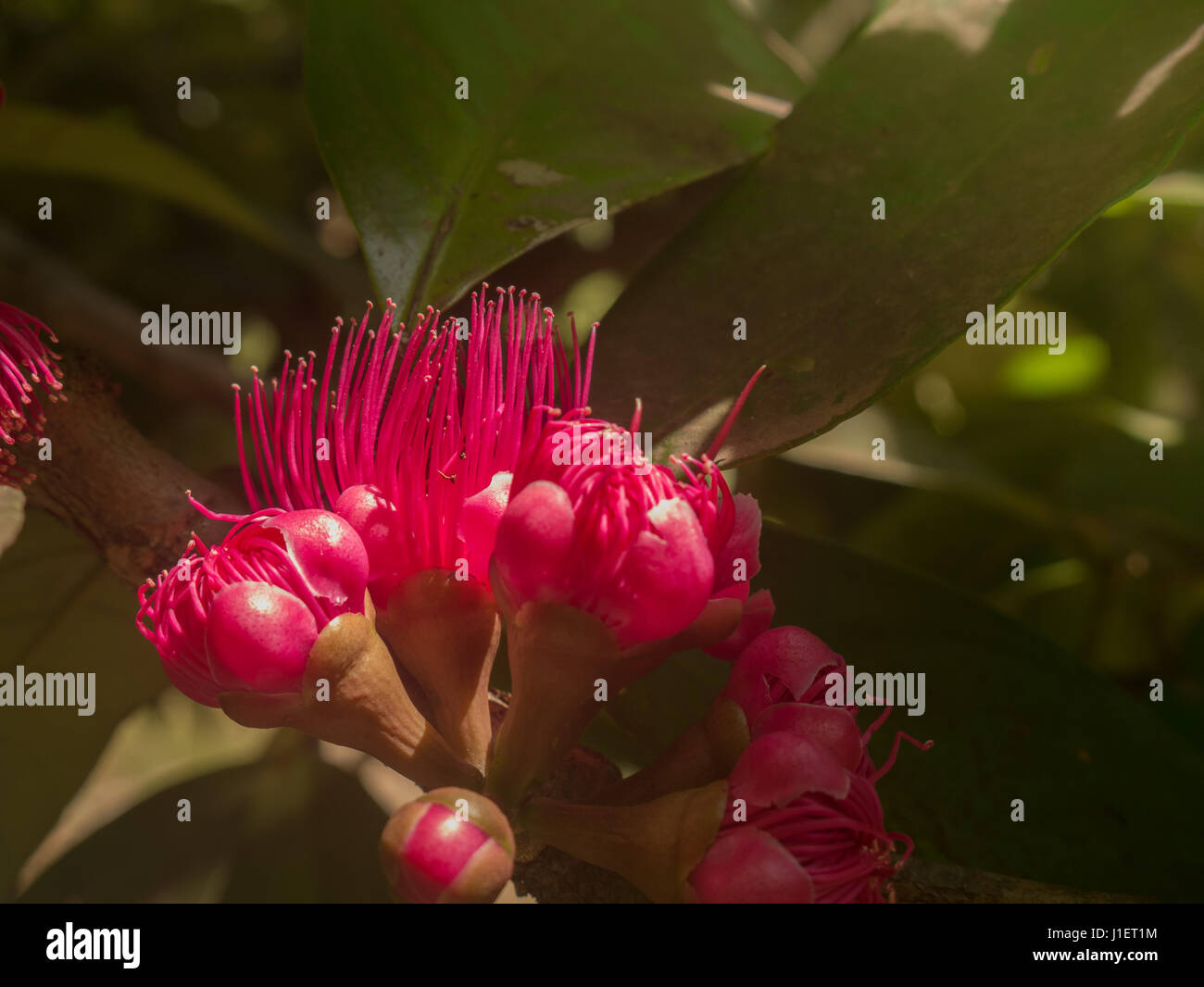 Malay Apple Flower Stock Photo