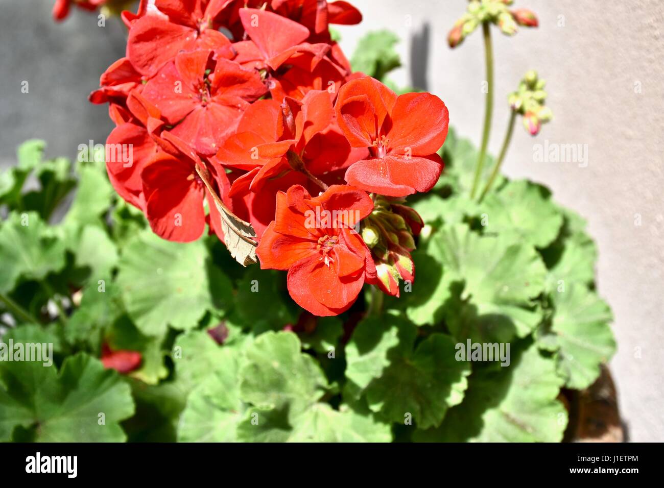 Red Geranium flowers (cranesbills) Stock Photo