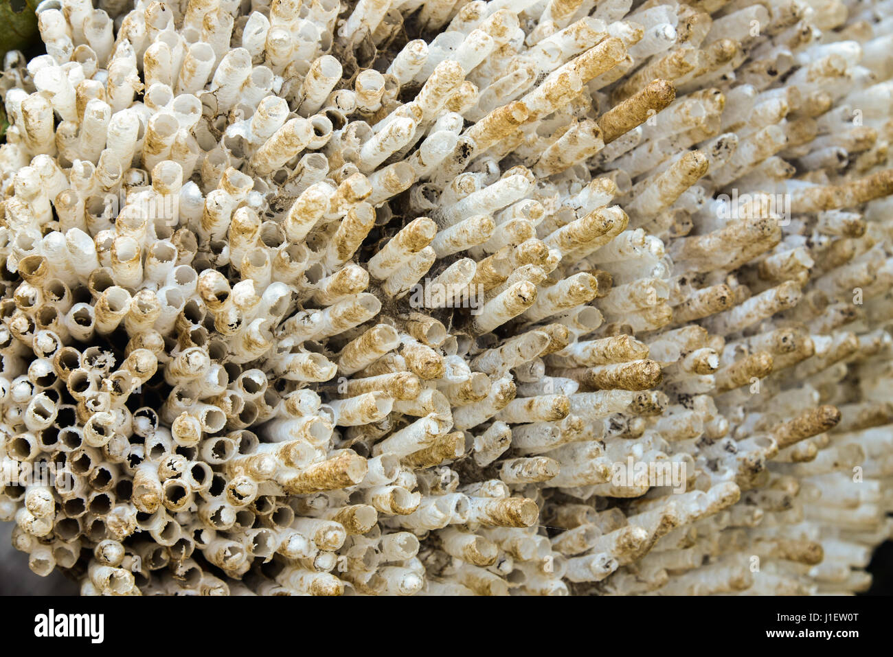 Wasp's Nest Stock Photo