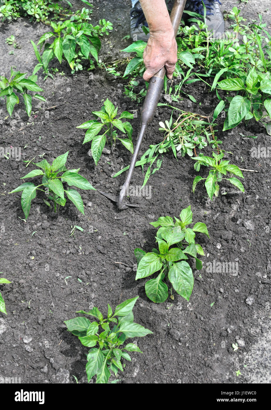 gardener pull up weeds with a hoe in the pepper plantation, vertical