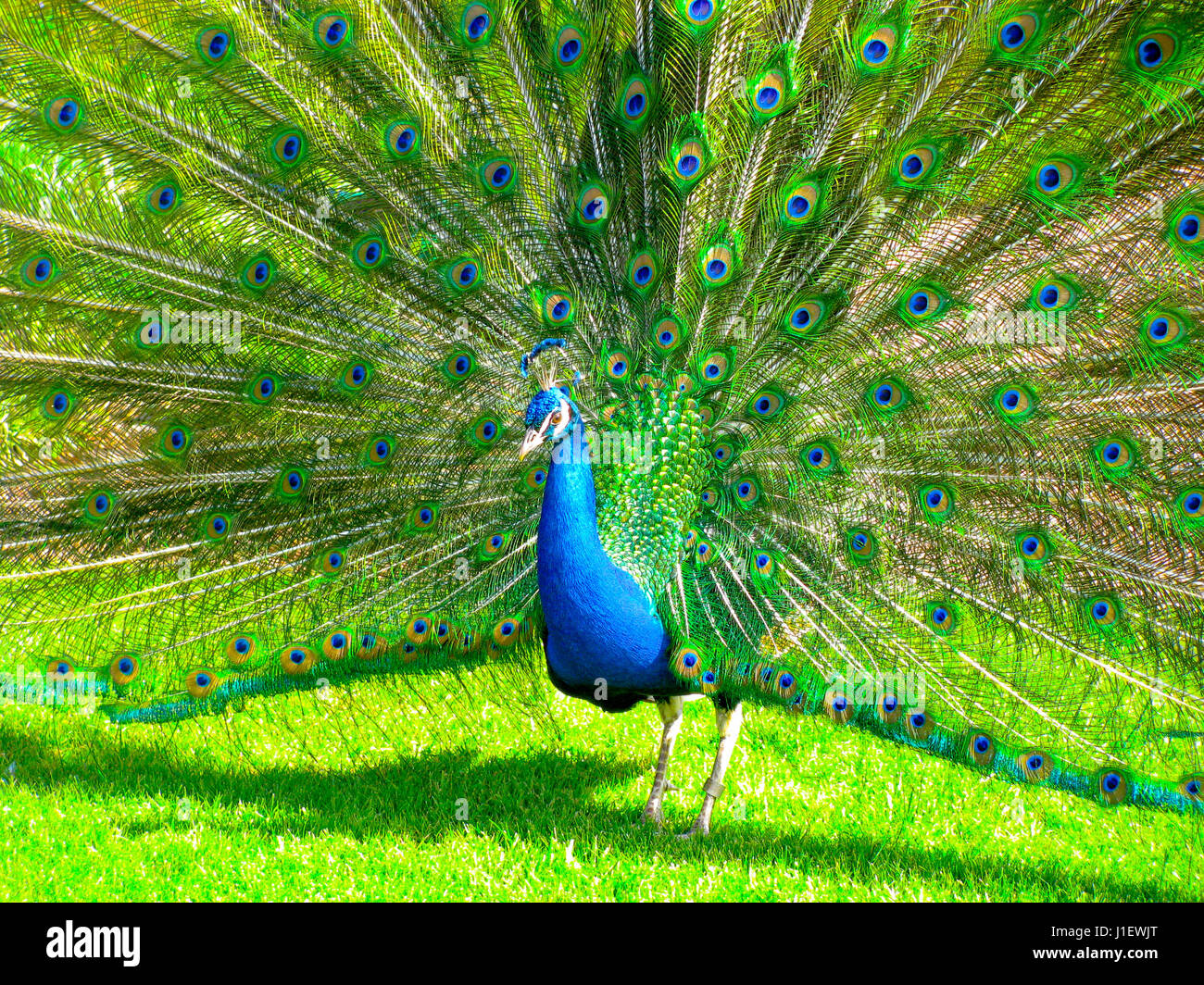 A Proud Peacock Displays His Feathers Stock Photo Alamy