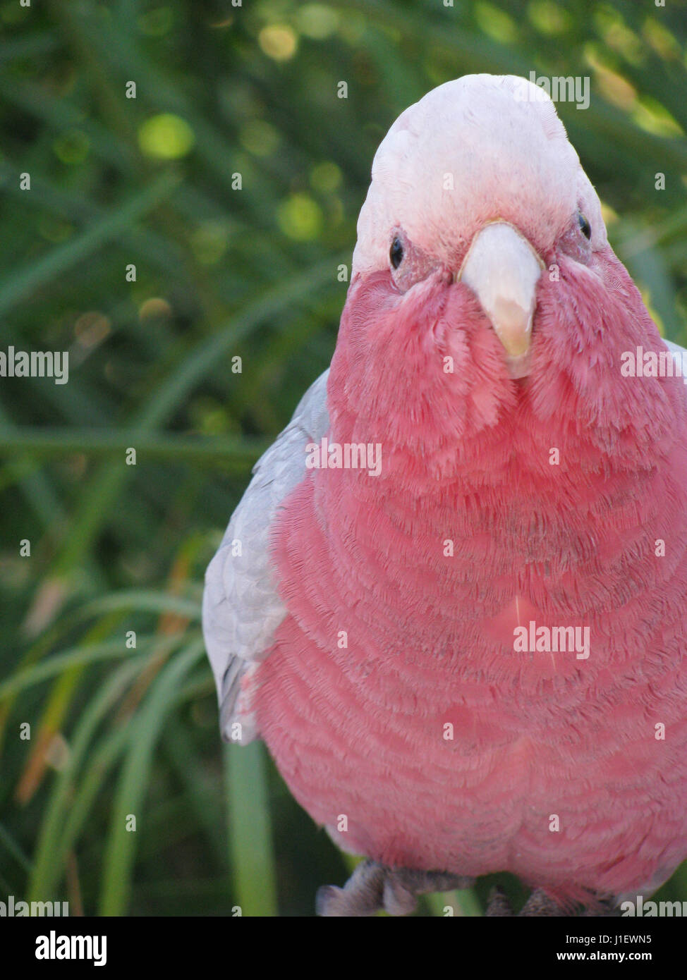 black and pink cockatoo