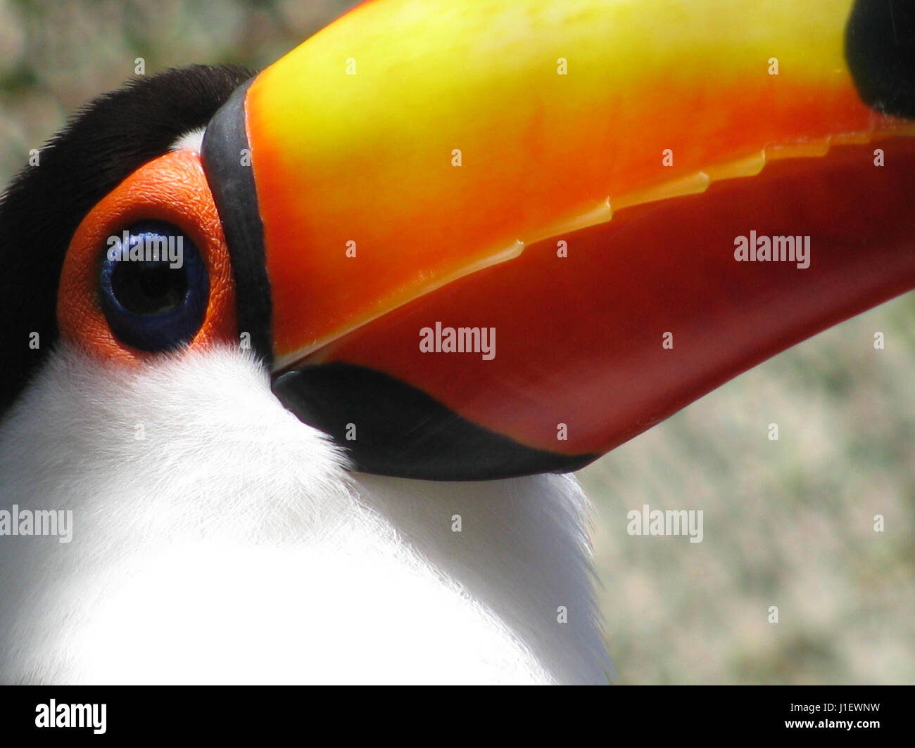toucan Stock Photo