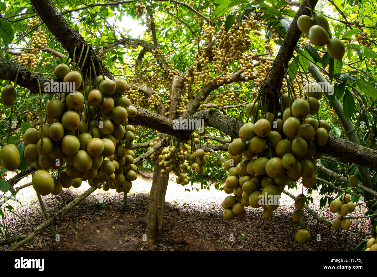 Yangi porno katta kokrak