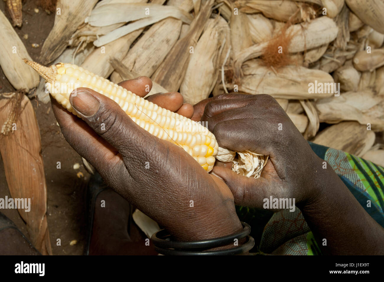 Harvesting the maize crop in a rural village of Zambia. This is the