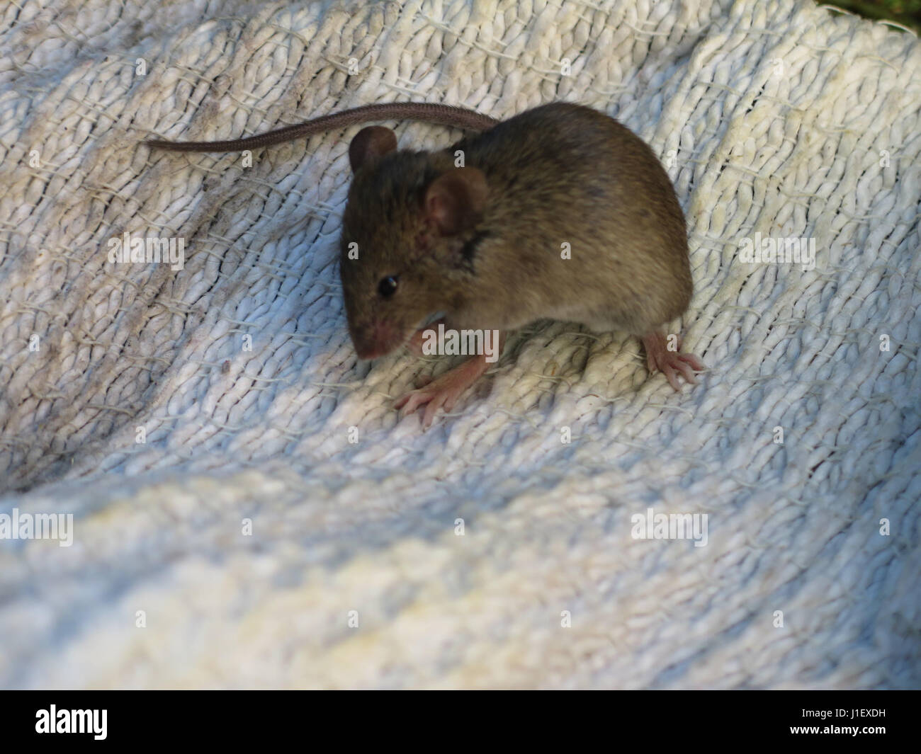 rat on bed Stock Photo Alamy