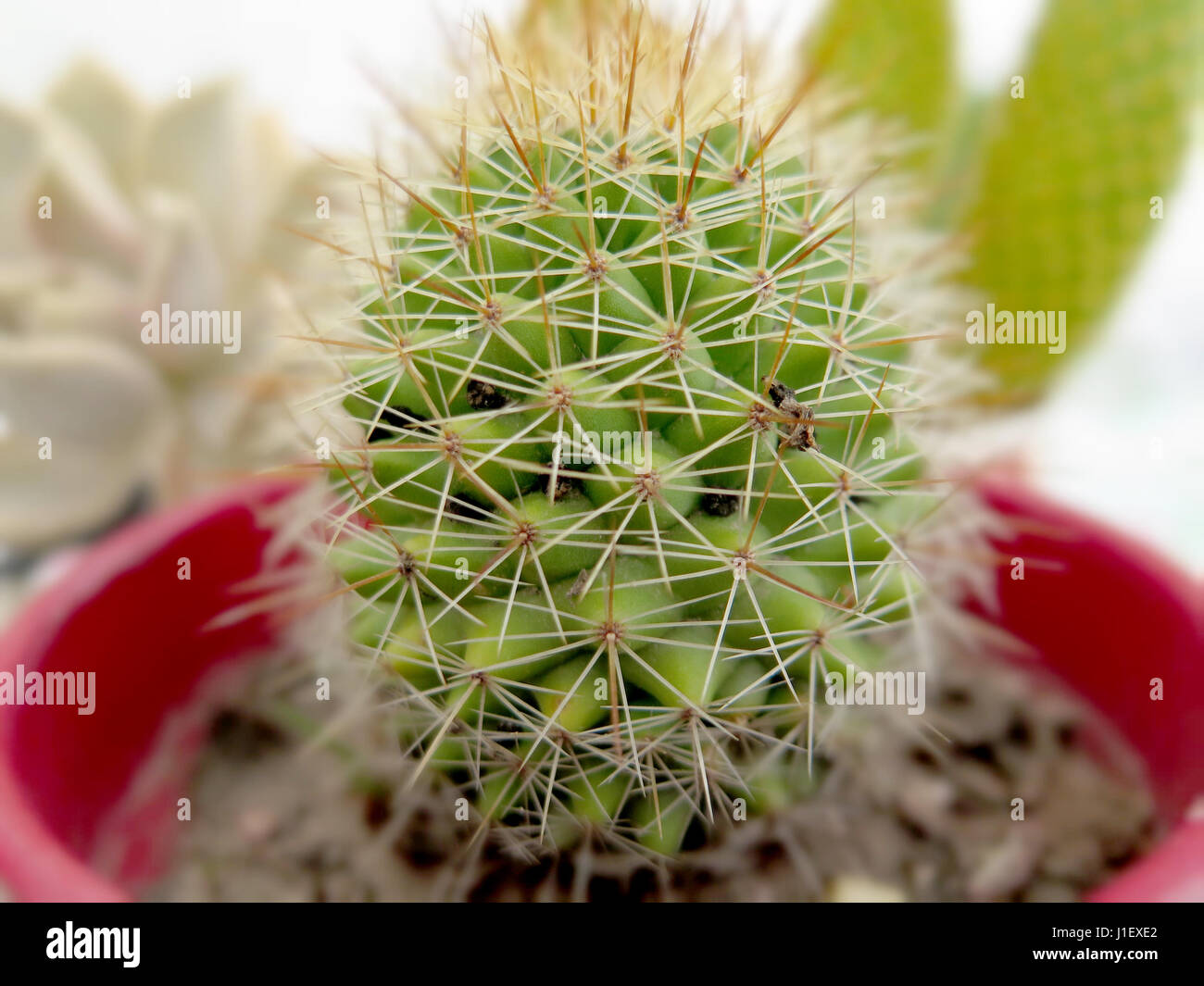 Cactus pot wall hi-res stock photography and images - Alamy