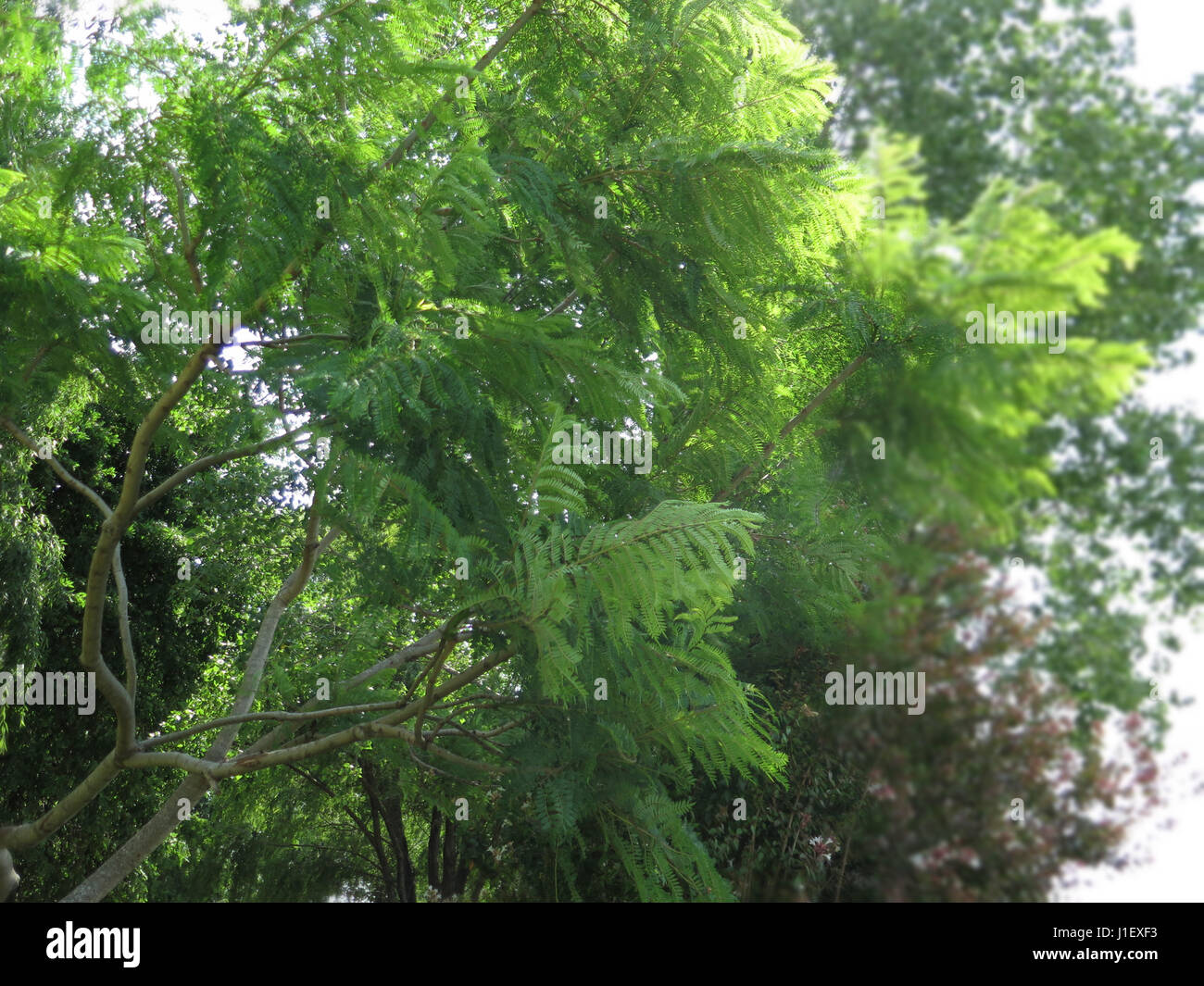 Weeping Willow Tree Stock Photo - Alamy