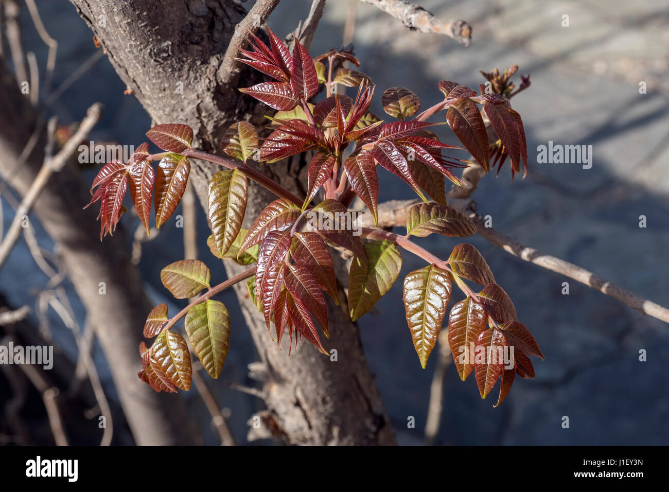 Buds of Cedrela sinensis. Beijing, China. Stock Photo