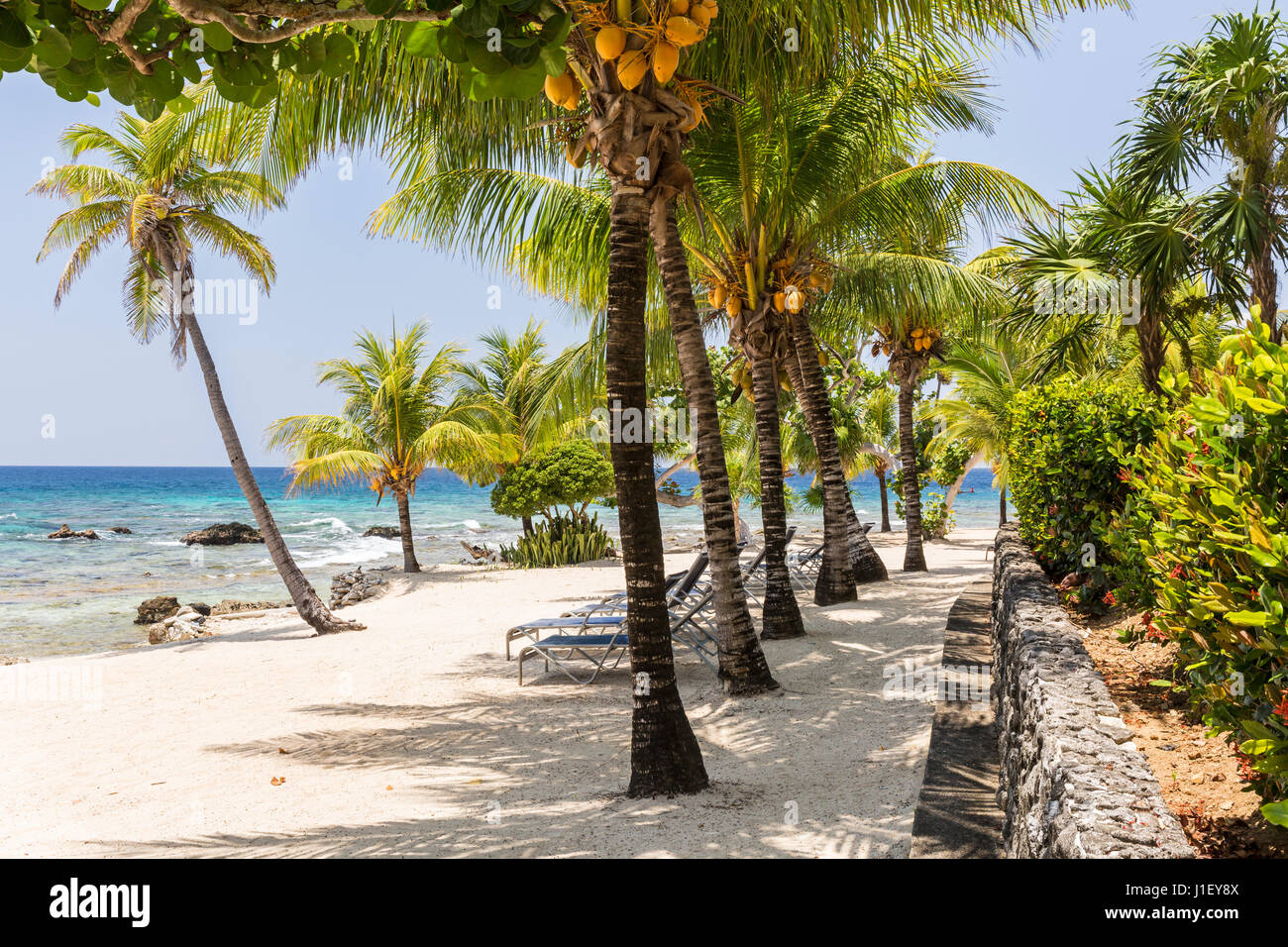 Palm trees and a stone wall line the beautiful sandy beach at Lighthouse Point near the Meridian Resort in Roatan, Honduras. Stock Photo