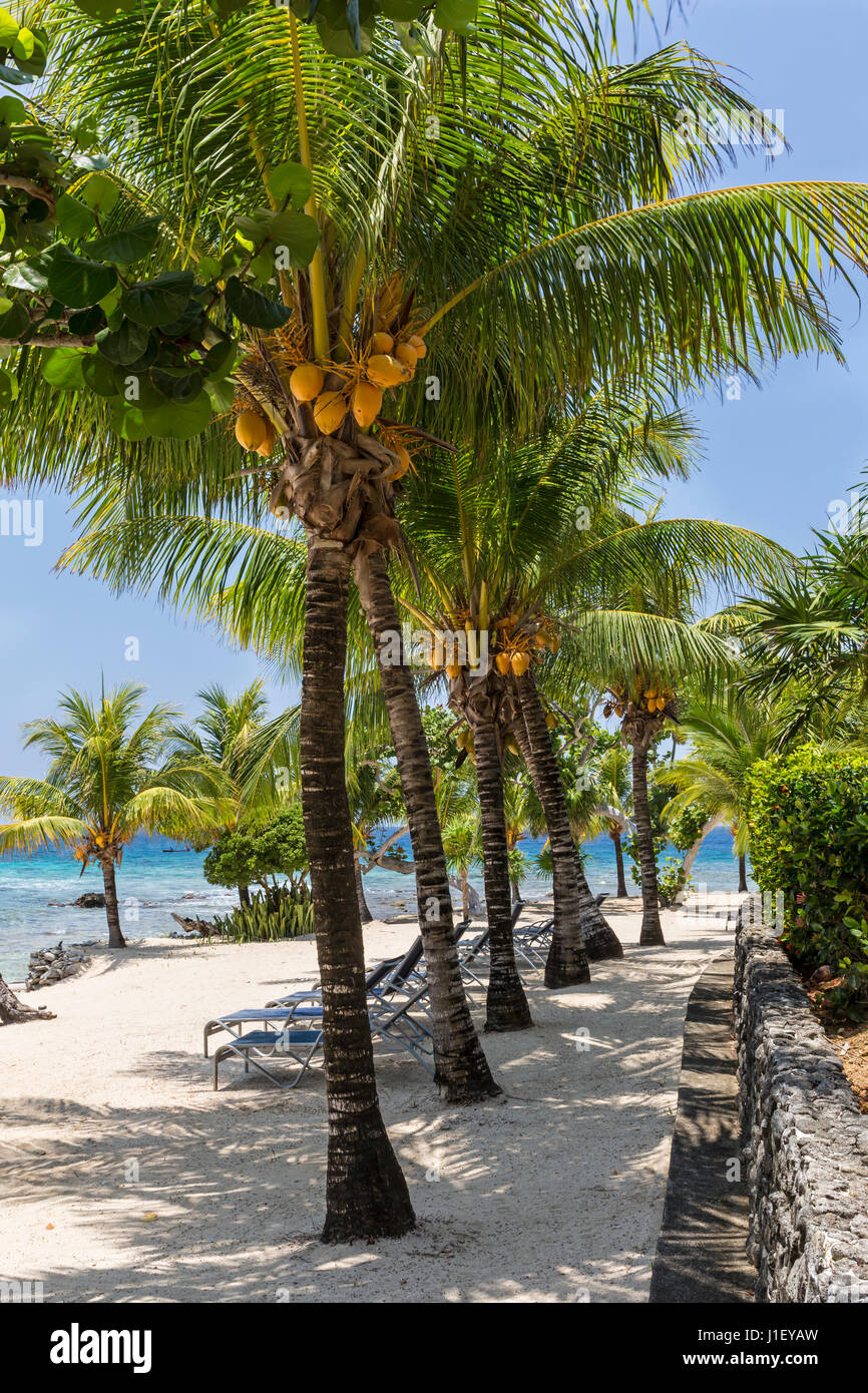 Coconut palm trees and a stone wall line the beautiful sandy beach at Lighthouse Point near the Meridian Resort in Roatan, Honduras. Stock Photo