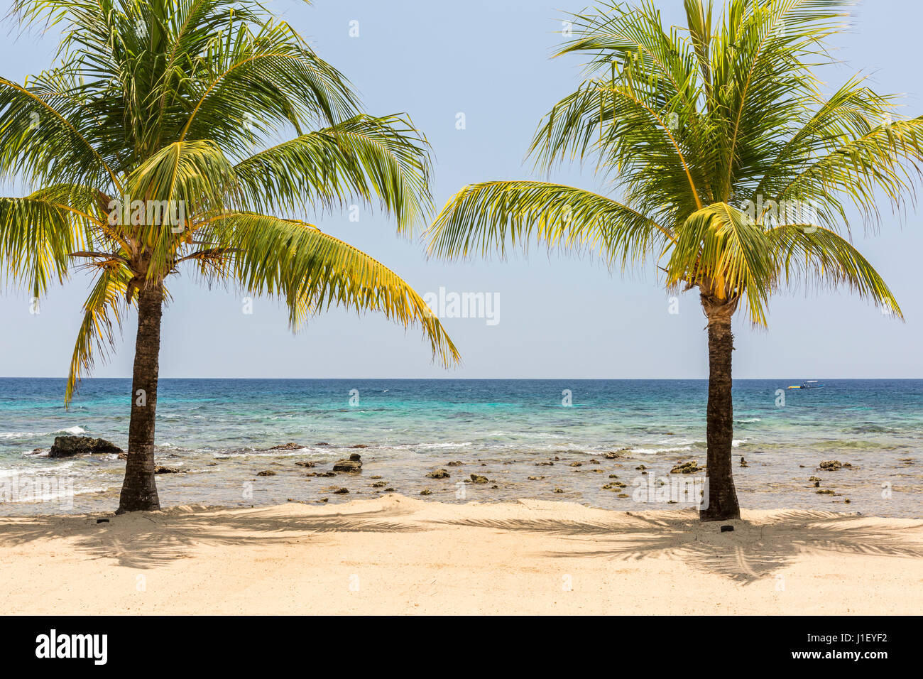 A pair of coconut palm trees on the beautiful sandy beach and coral reef at Lighthouse Point near the Meridian Resort in Roatan, Honduras. Stock Photo