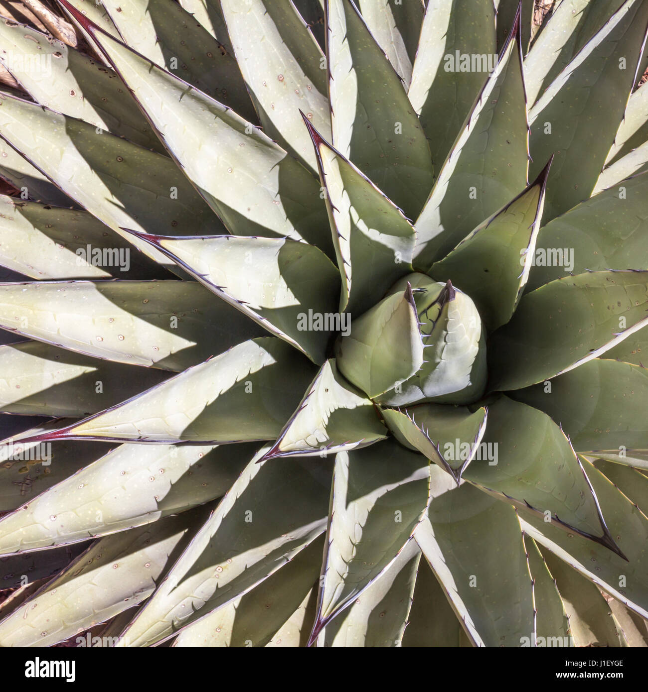 Square image looking down into centre of prickly aloe plant.  Succulent grey-green leaves radiate out from the centre pointing to the corners of the i Stock Photo