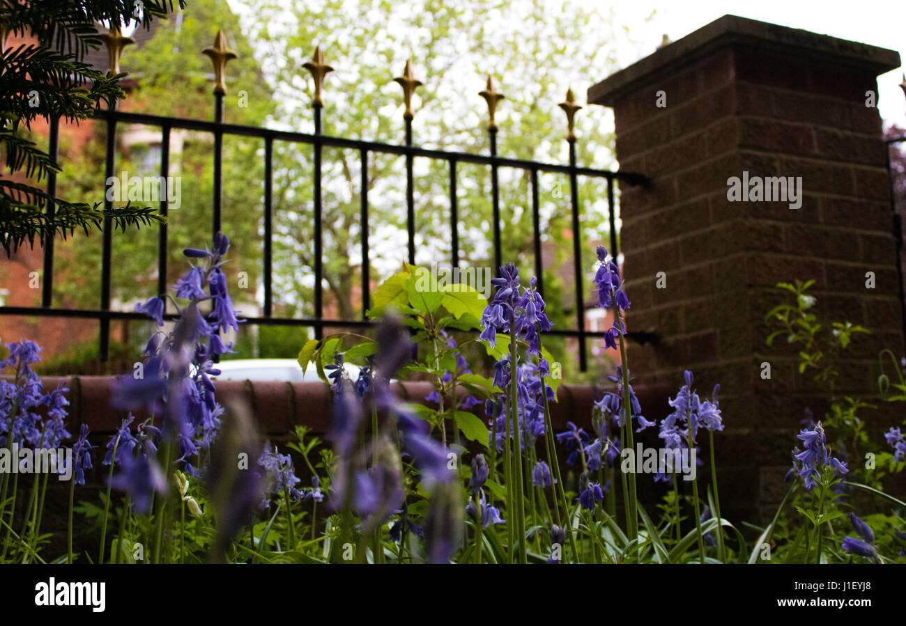 Low shot of bluebells from ground with Victorian style garden railings and brick pillar in front garden of English suburban house Stock Photo