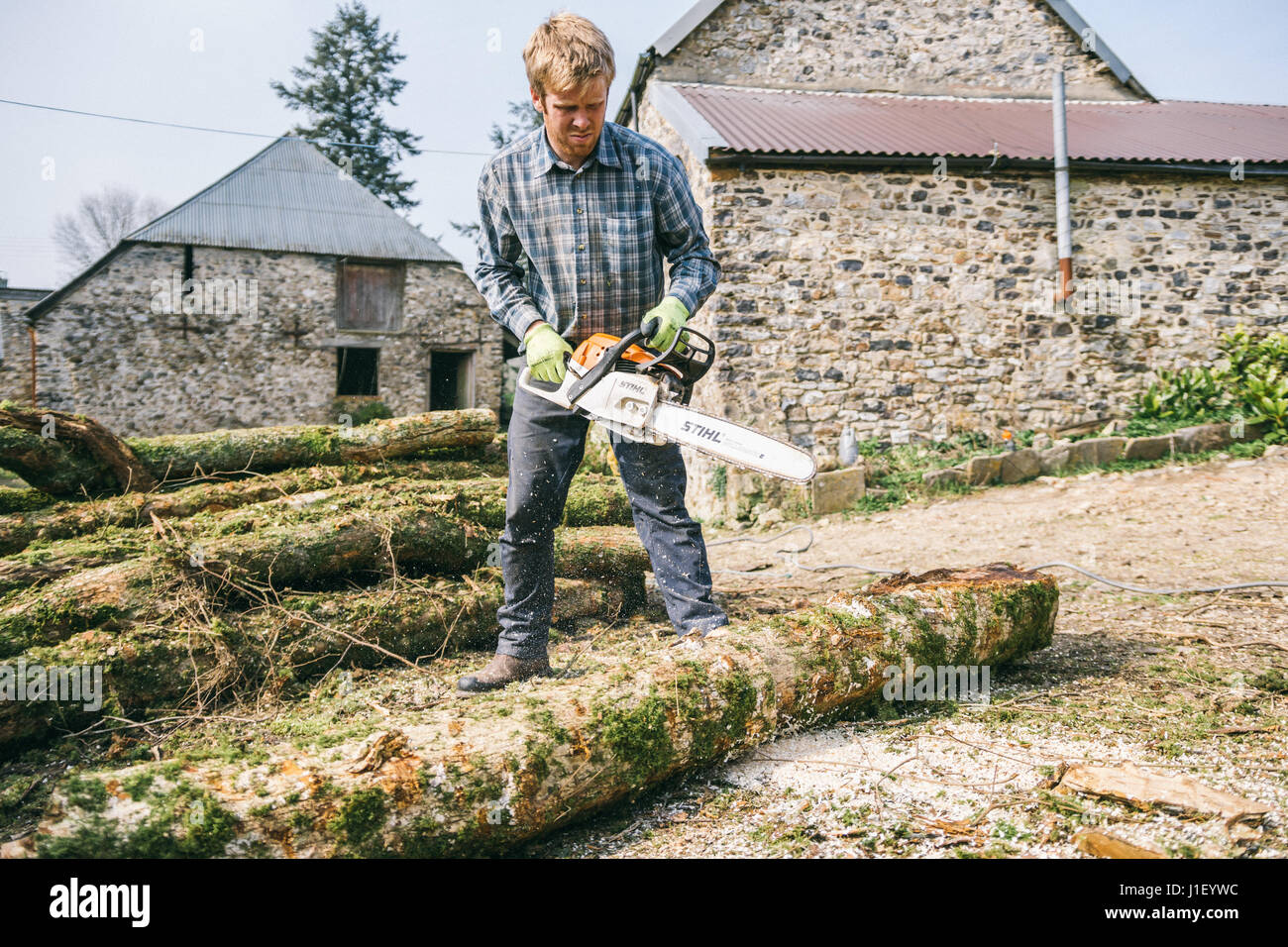 British Lumberjack chainsaws log on his farm Stock Photo Alamy