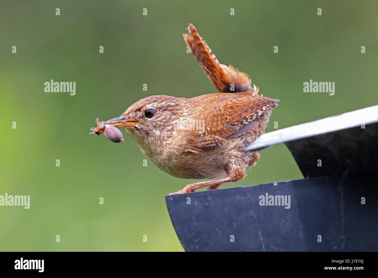 Adult eurasian wren carrying insect to feed young Stock Photo