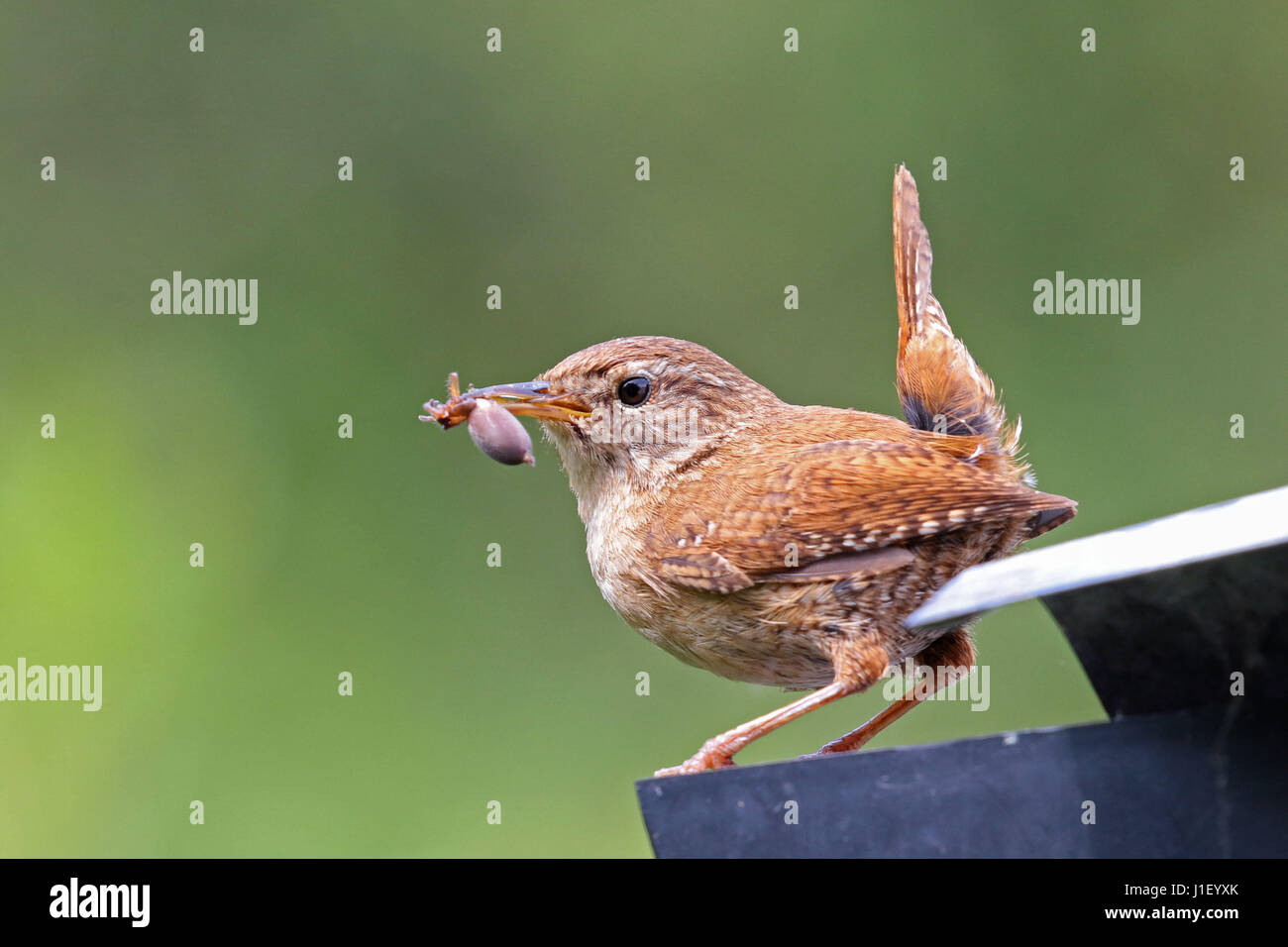 Adult eurasian wren carrying insect to feed young Stock Photo
