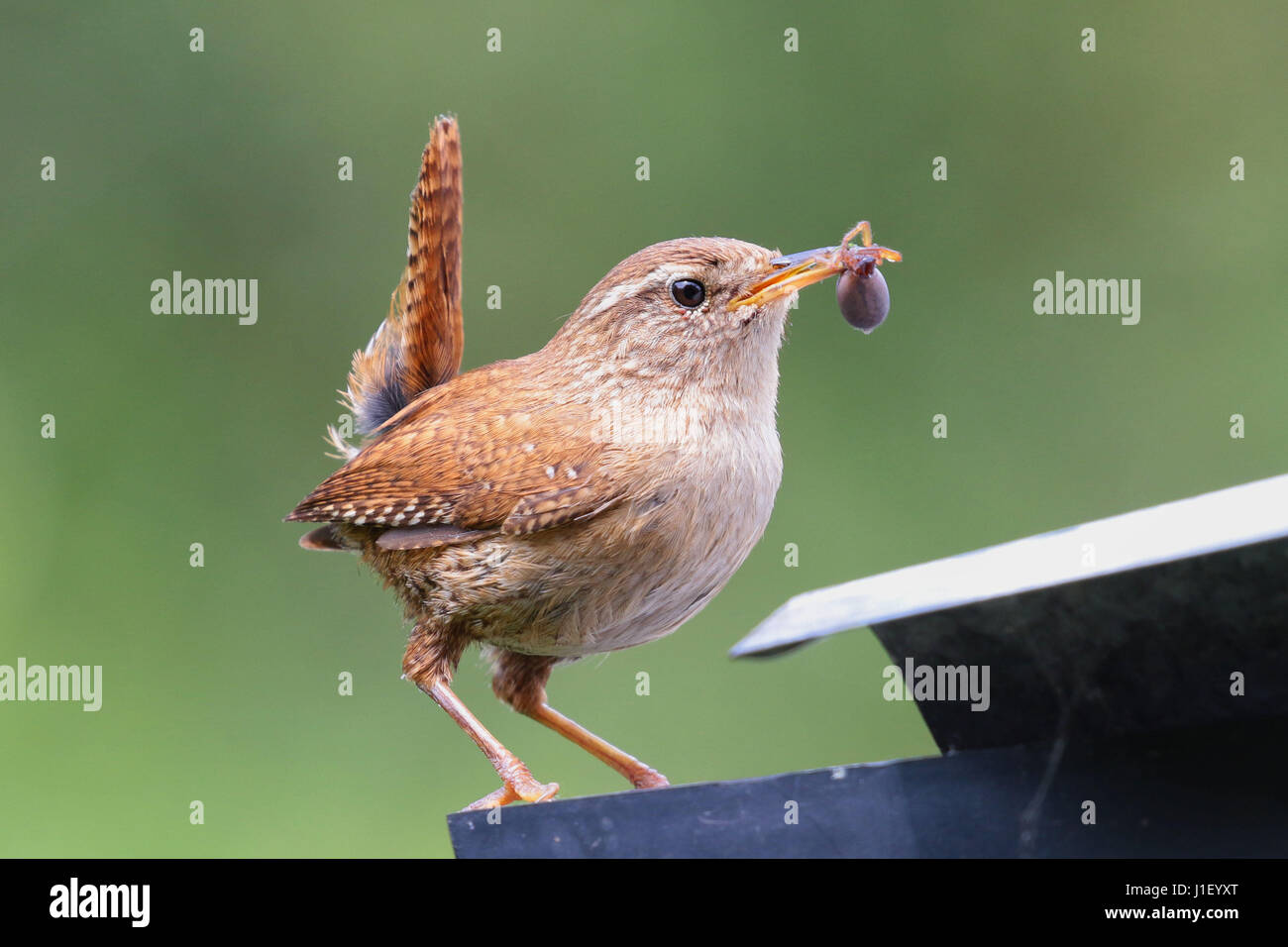 Adult eurasian wren carrying insect to feed young Stock Photo