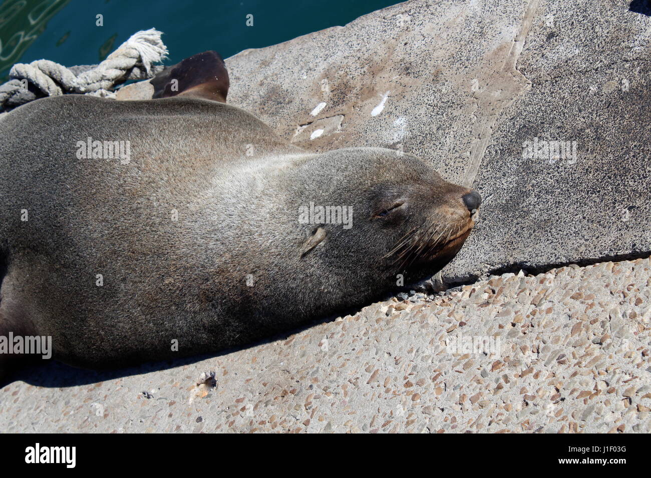 Seal at Kalk Bay harbour, Cape Town, South Africa Stock Photo