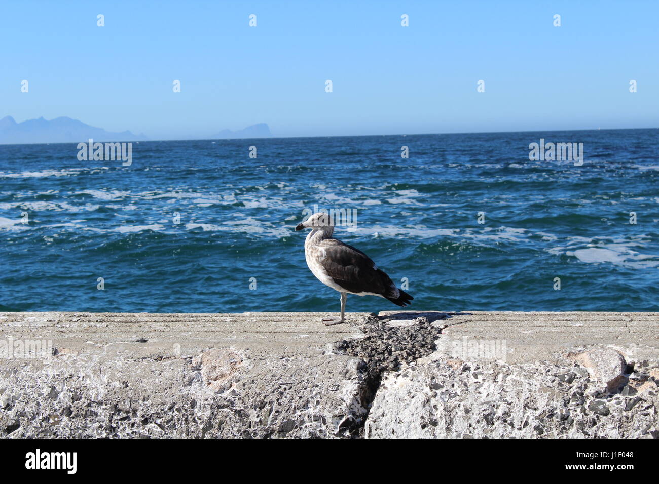 Seagull at Kalk Bay harbour, Cape Town, South Africa Stock Photo