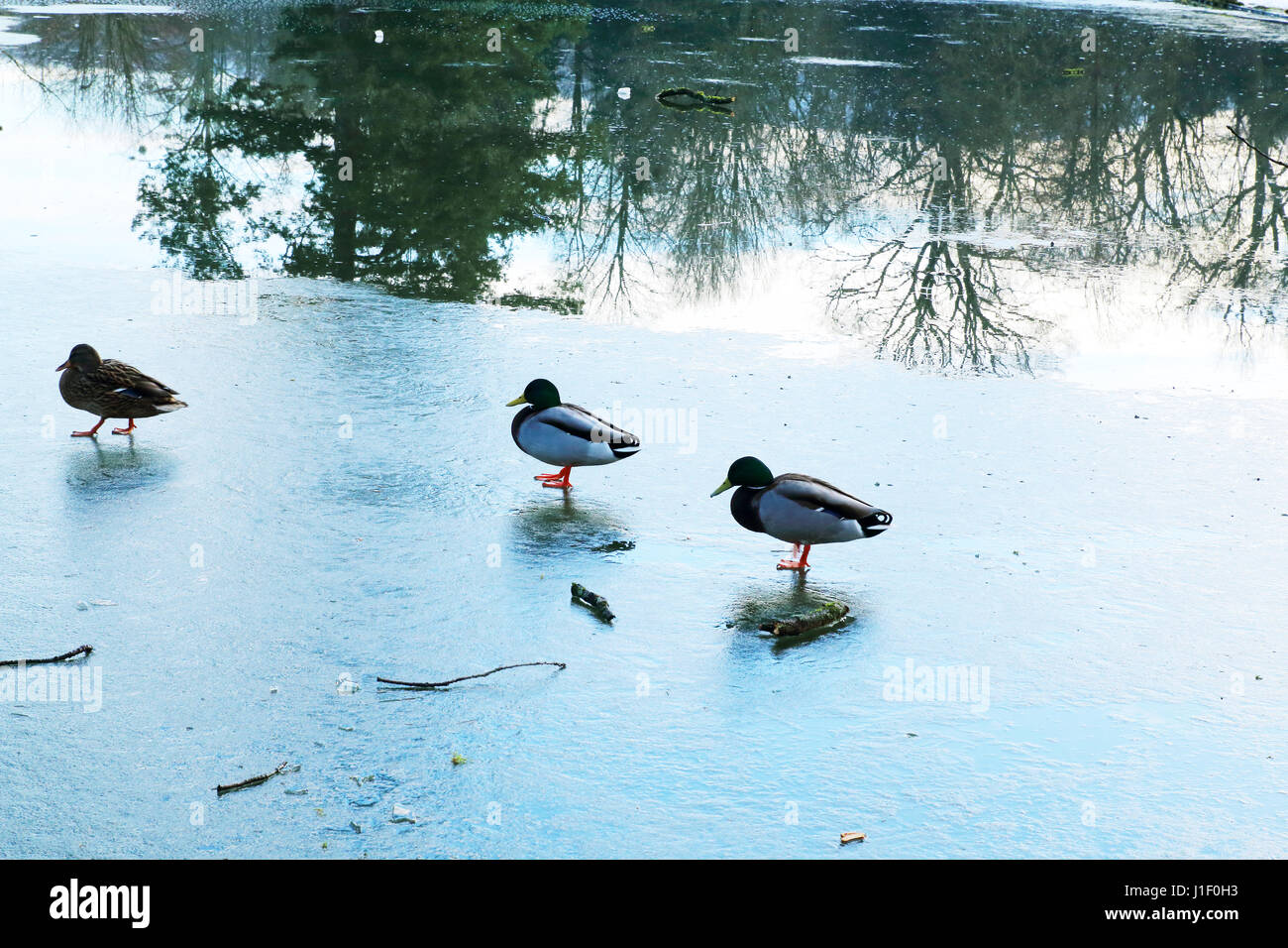Enten auf einem zugefrorenen See, auf dem Eis Stock Photo