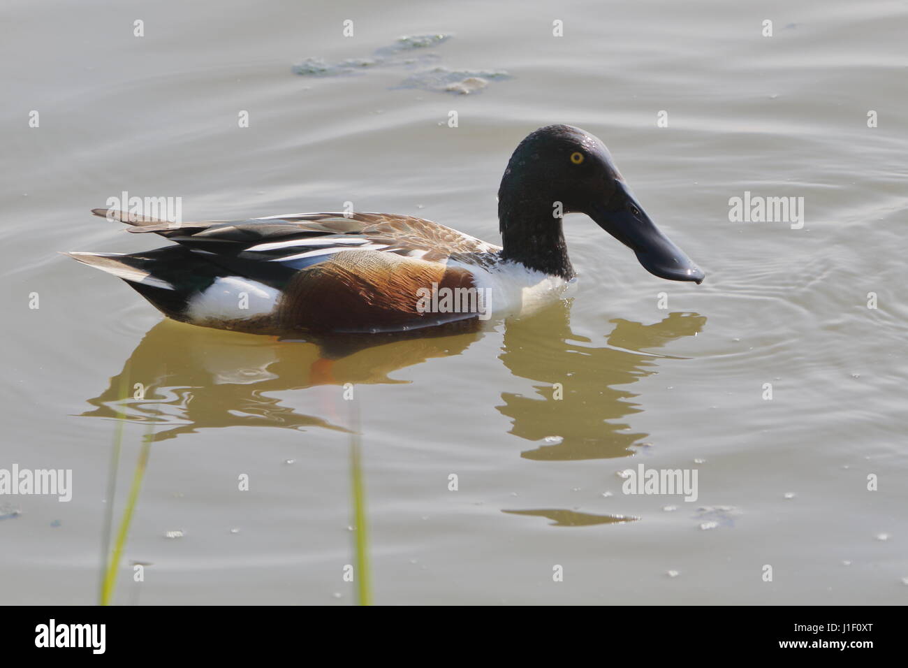 Shoveler duck at RSPB Titchwell Marsh; UK Stock Photo