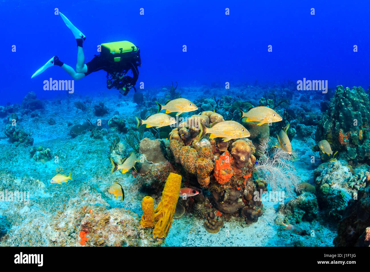 Rebreather Diver with Bluestripe Grunt on a Coral Reef Stock Photo - Alamy