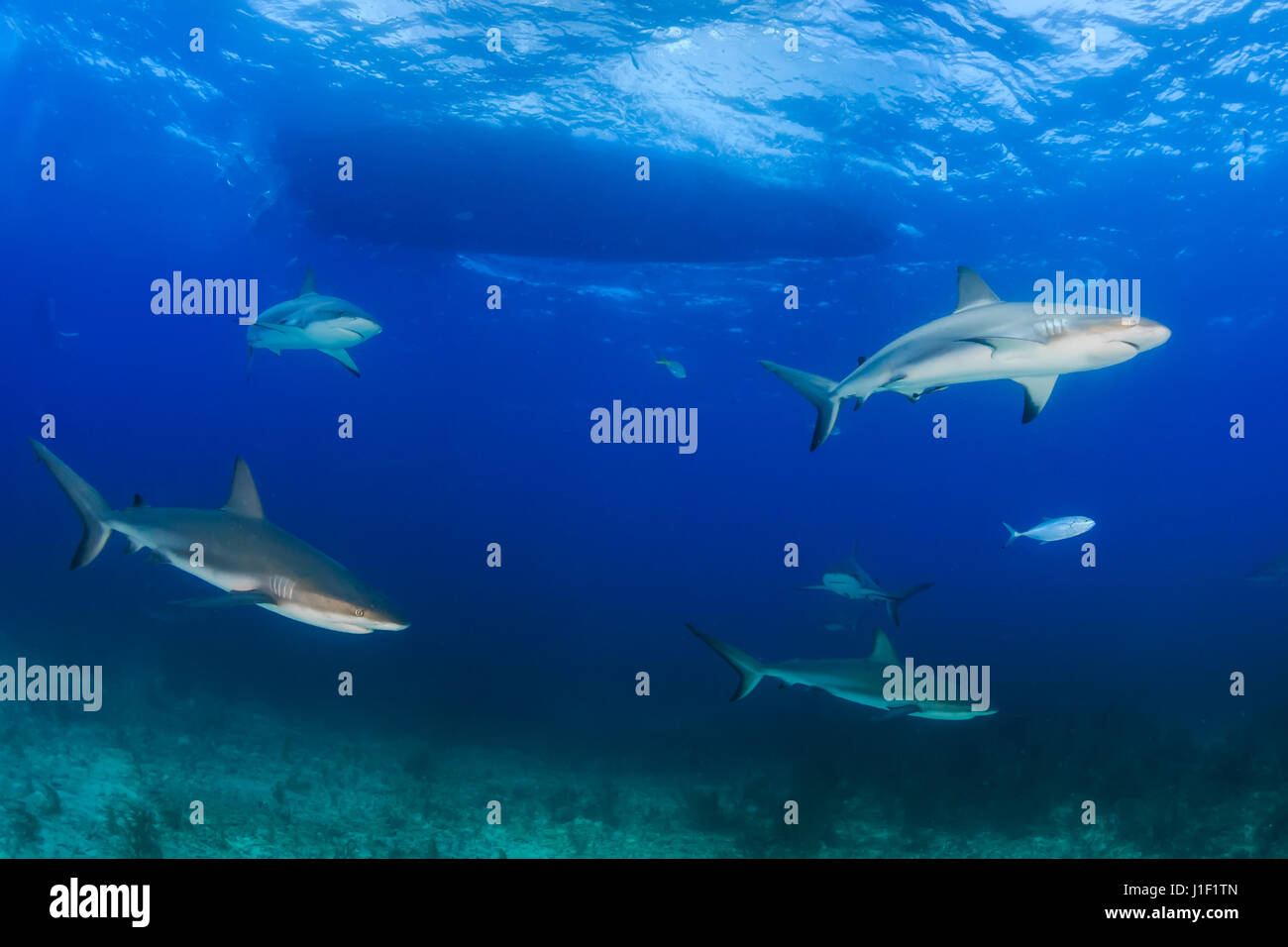 Shark circling hi-res stock photography and images - Alamy