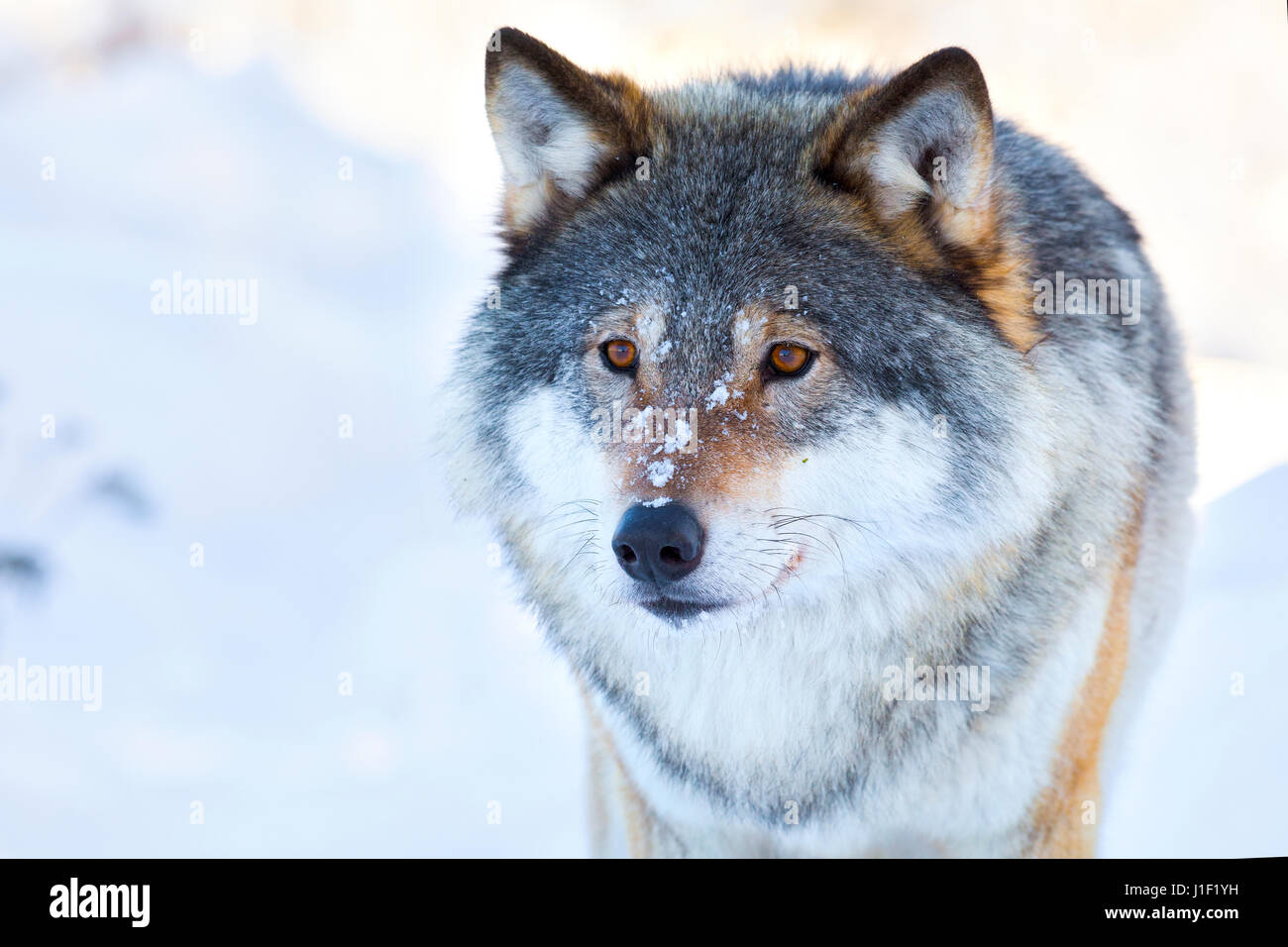 Close-up portrait of a wolf in the winter Stock Photo