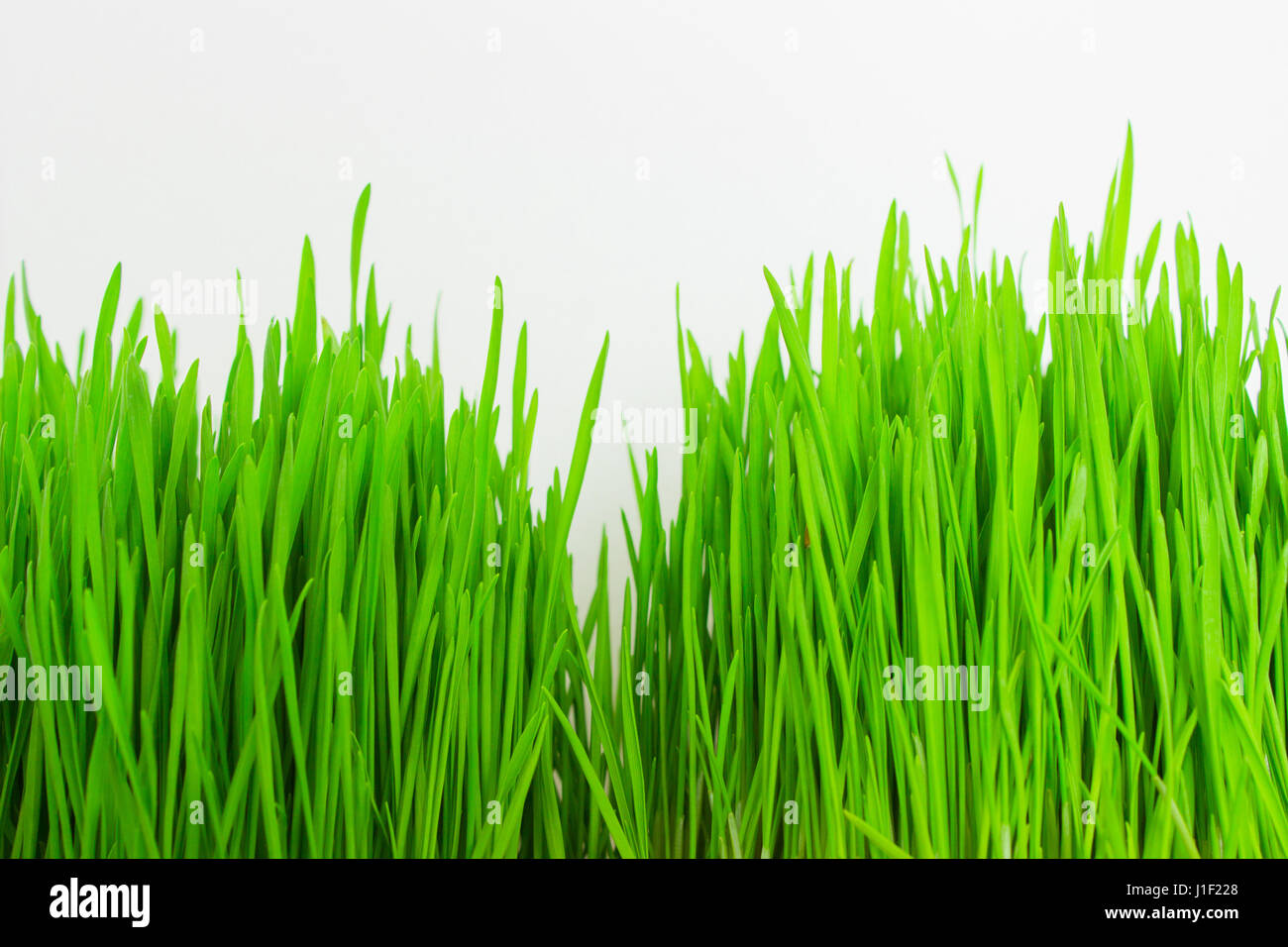 fresh green grass closeup isolated on white background Stock Photo - Alamy