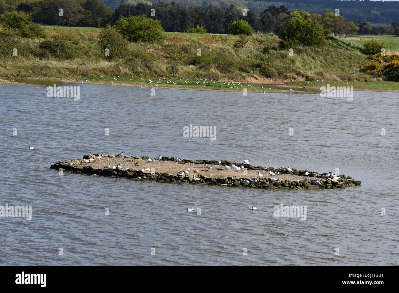 View from the Rotary Hide at RSPB Nature Reserve in