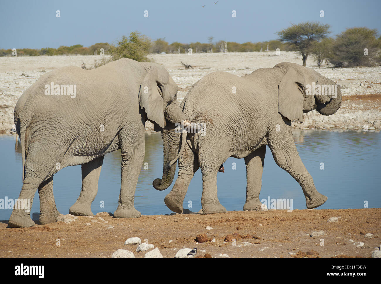 Large male African Elephant (Loxodonta africana) nudges another from behind with its tusks at a water hole in Etosha National Park in Namibia. Stock Photo